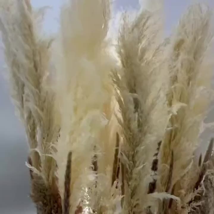 ������������ ����� ��� �� ���������.��������� - ������