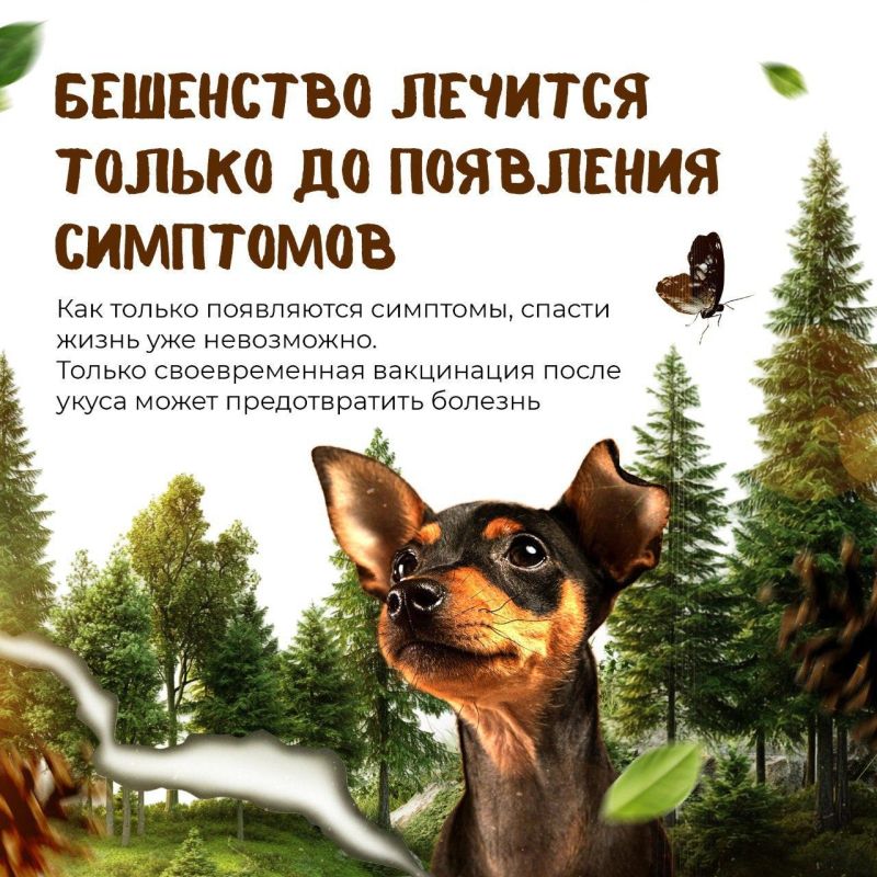 Бешенство — смертельно опасная, но предотвратимая болезнь