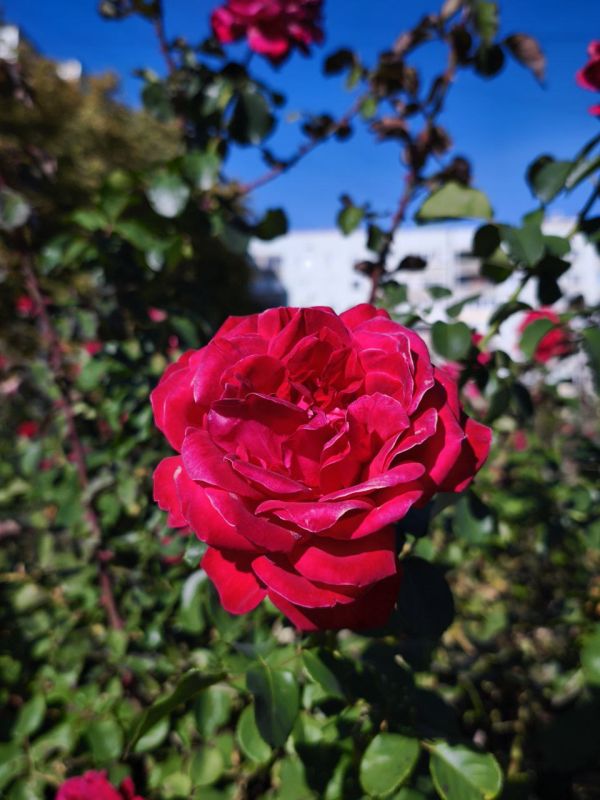 С добрым утром, Кировск!. Пусть оно начнётся с чего-то радостного и прекрасного