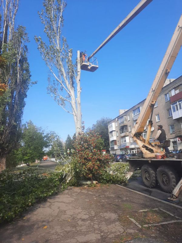 Андрей Рубанцов: В Ровеньках ведётся работа по удалению аварийных деревьев