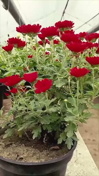����������� ������������� ������� ������ �� ����������� �����