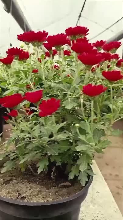 ������ ������ �������: ��������� ����������� ��� ������������� ������� ������ �� �����