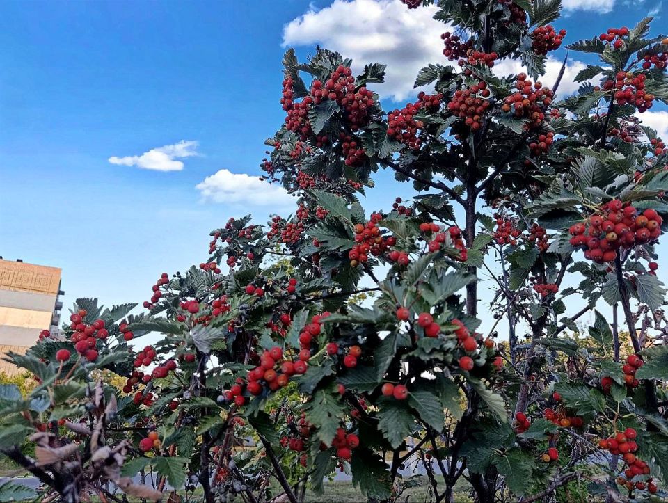 Доброе утро, Кировск!. Пусть этот день будет лёгким, продуктивным и наполнен хорошим настроением! @agklnr #КировскЛНР