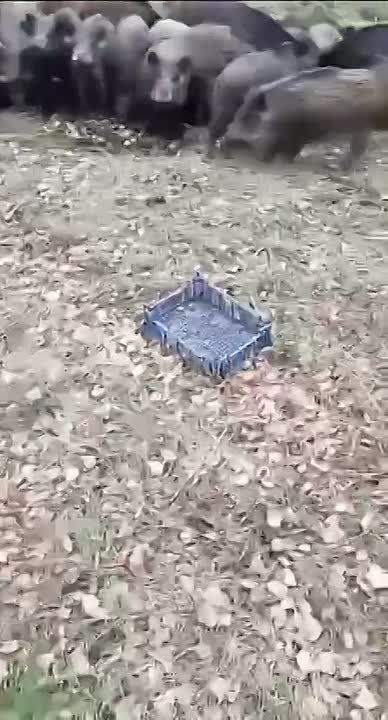 ���� ����� ������� �������� ������� � ������������ ������� �����