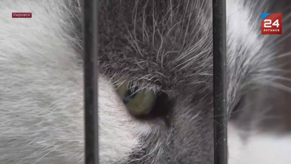 Ветеринары-волонтеры из Ростова-на-Дону и Казани провели стерилизацию животных в Кировске