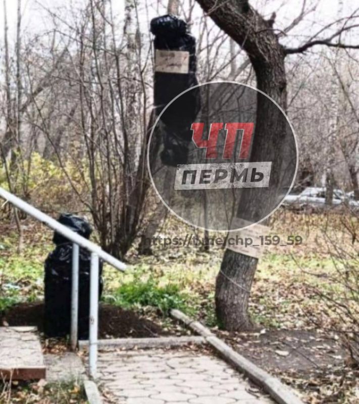 Жители Перми испугались чёрного пакета размером с человеческое тело, который висел на дереве