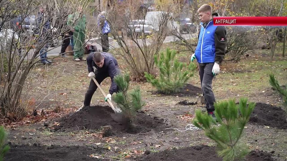 В двух городских скверах Антрацита высажены саженцы сосны крымской, берёз и клёнов
