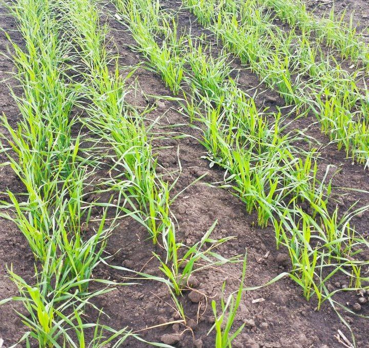 Ход уборочной кампании и сева озимых в Старобельском муниципальном округе