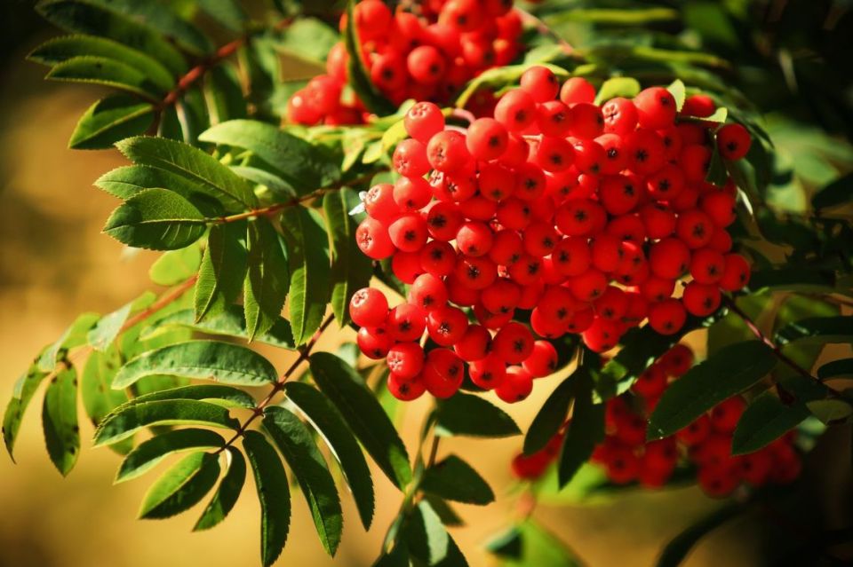 Роспотребнадзор предупреждает – чрезмерное употребление рябины красной может вызвать аллергию!