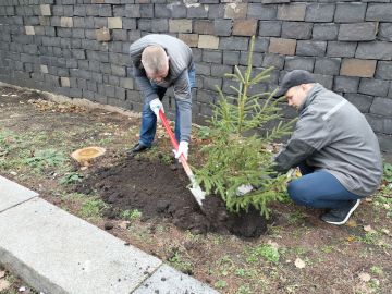 Сегодня по поручению Главы городского округа город Ровеньки Андрея Рубанцова работники учреждений культуры высадили ели возле мемориального комплекса «Слава»