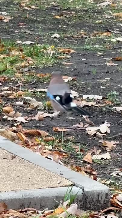 ��������� ������������ 8 ������ � ��� �� ���� 2 �������� ����� �� 13 �������� ����� ����, ����� � � ������ �������� ��� ������� �����
