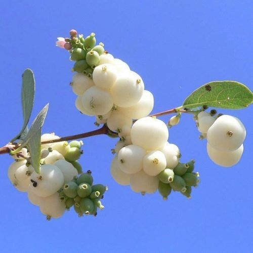 Доброе утро, друзья!. Ваш погодный прогноз на субботу, 8 ноября: Ночь (00:01-06:00) Облачно, +8...+9°C Температура медленно понижается Утро (06:01-12:00) Облачно, +8...+12°C Начинается потепление День (12:01-18:00) Облачно...