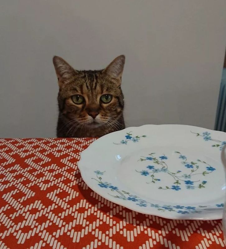 Завтракать необязательно — учёные доказали, что отсутствие пищи с утра никак не вредит здоровью