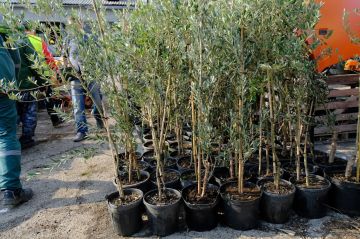 В Ялте высадят больше 1000 саженцев деревьев и кустарников