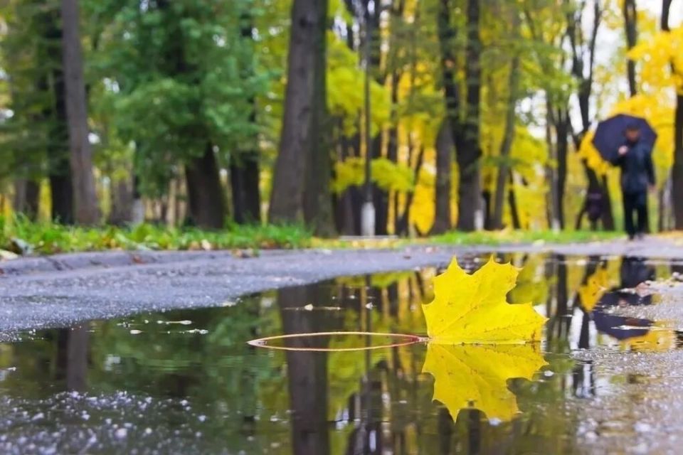 Доброе утро!. Ваш подробный прогноз на среду, 12 ноября: Ночь (00:01-06:00) Пасмурно, +10...+11°C Влажность 95-97%, легкий ветер Утро (06:01-12:00) Кратковременные дожди, +10...+11°C Возьмите зонт! Влажность до 99% День...