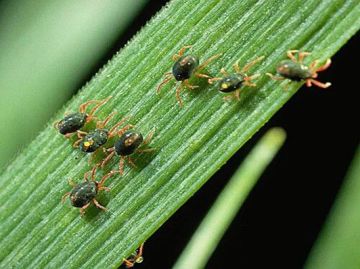 Борьба с зимним зерновым клещом: комплекс мер