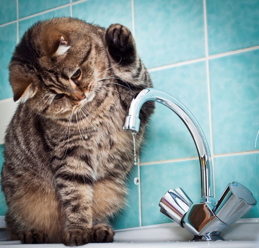 Государственное унитарное предприятие "Лугансквода" назвало адреса, по которым 12 ноября возможно прекращение подачи воды из-за ремонтных работ