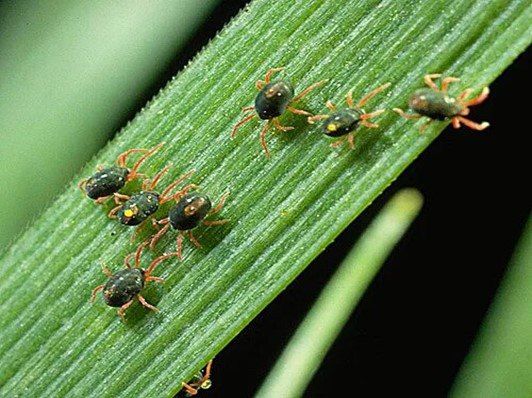 Борьба с зимним зерновым клещом: комплекс мер