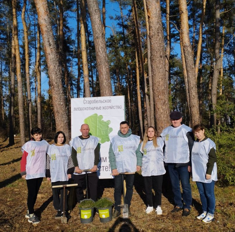 В рамках Всероссийской акции «Сохраним лес» сотрудники Старобельского лесоохотничьего хозяйства высадили 500 саженцев сосны