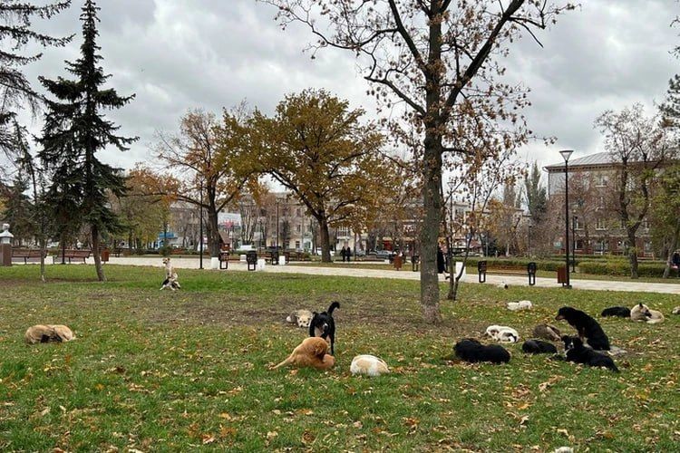 В Луганске со следующей недели начнут борьбу с бродячими животными