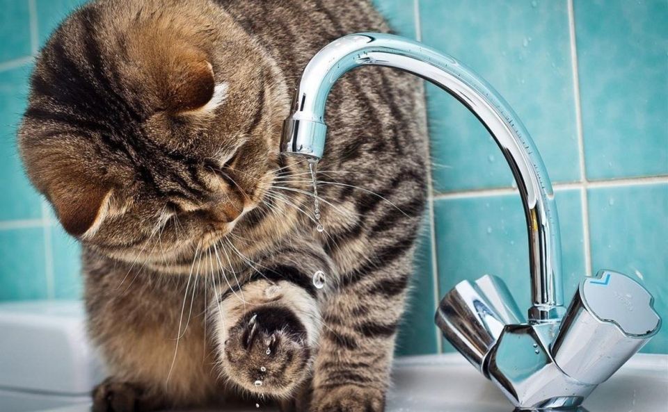 Государственное унитарное предприятие "Лугансквода" назвало адреса, по которым 13 ноября возможно прекращение подачи воды из-за ремонтных работ