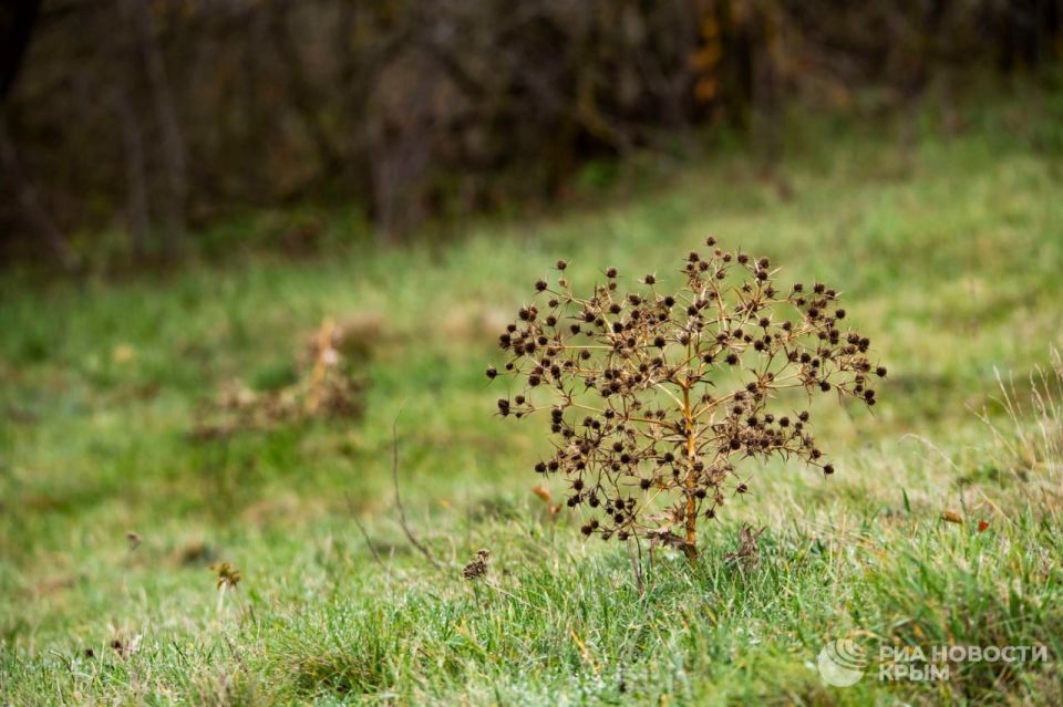 Погода на новых территориях России