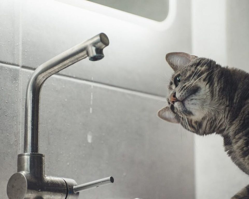 ������� � �������� �������� �������� ���� � ���������� �������
