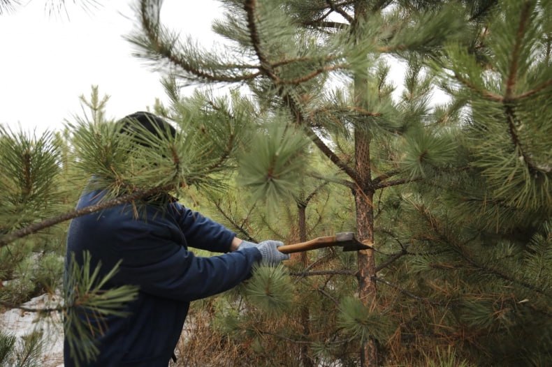 Минприроды ЛНР информирует об ответственности за незаконную рубку хвойных деревьев в предновогодний период