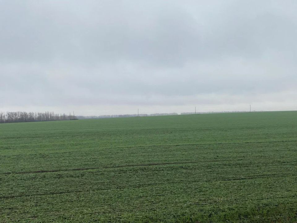 Озимые в ЛНР успешно уходят в зиму: агрономы дают оптимистичный прогноз