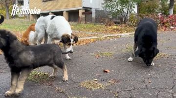 «Люди побросали их, а нам надо кормить», — жители Красногоровки в ДНР помогают питомцам, оставшимся без хозяев