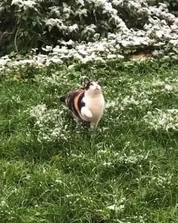 ������ ����! �������, 5 �������