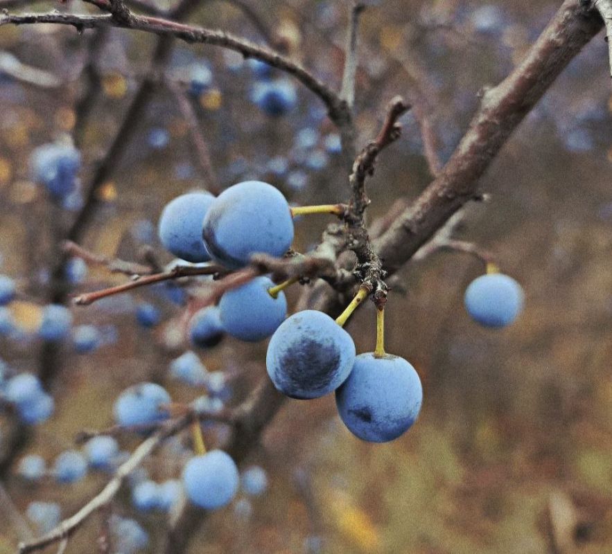 С добрым утром, Кировск!. Пусть оно будет наполнено радостным настроением, нежностью и гармонией, а день принесет много хороших событий! Мы в МАХ @agklnr #Кировск