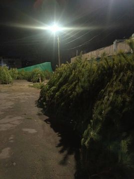 Новый год близко: в Луганске начали продавать живые елки