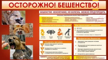 ОСТОРОЖНО! БЕШЕНСТВО. Бешенство – это заболевание вирусной природы, характеризующееся тяжелым поражением нервной системы и заканчивающееся, как правило, смертельным исходом