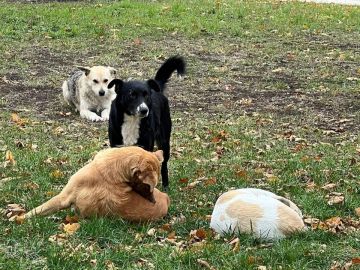 В Луганске впервые отловили собак с улиц