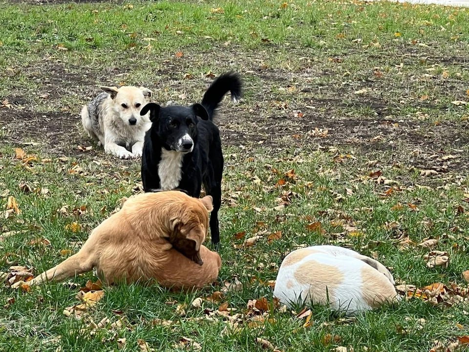 В Луганске впервые отловили собак с улиц