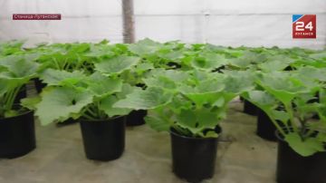 Вести подсобное хозяйство стало проще благодаря социальному контракту