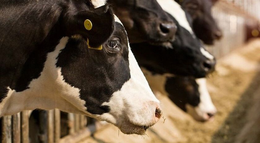 Правительство ЛНР одобрило вступление фермерского хозяйства «Крот» в СЭЗ