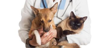 Сергей Колягин: Забота о братьях наших меньших: совместные усилия для решения проблемы бездомных животных в Первомайске