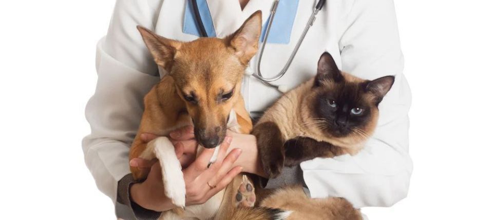 ������ �������: ������ � ������� ����� �������: ���������� ������ ��� ������� �������� ��������� �������� � �����������