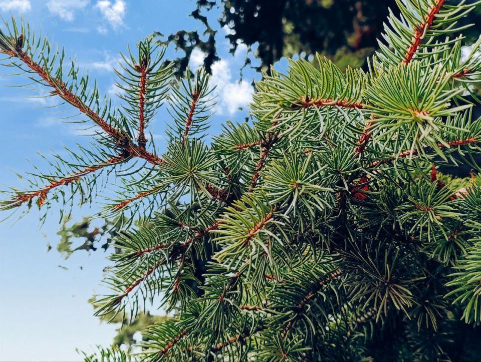 ������ ����, �������!. ������ �������, ��������, ������,� ������� ���