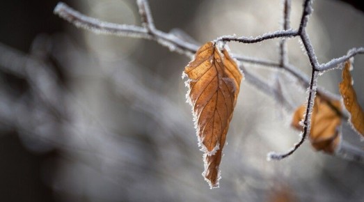 Синоптики прогнозируют 14 декабря в ЛНР до 8 градусов мороза, местами пройдет снег