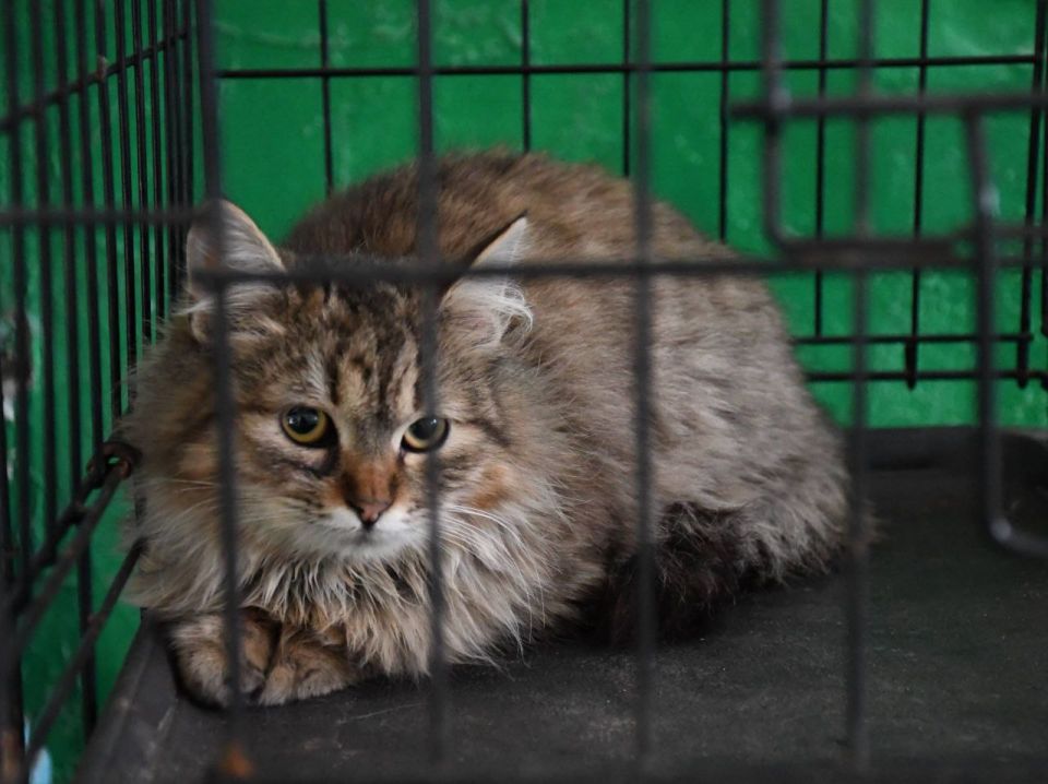 ������ �������: � ����������� ���������� ��������� ����������������� �����, ������������ �� ������ ��������� ��������