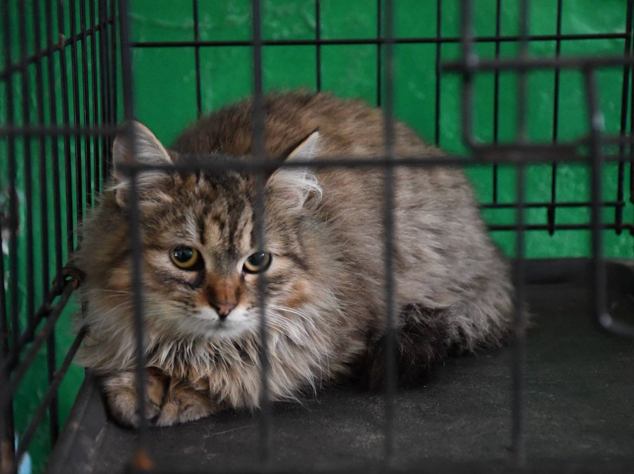 Сергей Колягин: В Первомайске состоялась очередная благотворительная акция, направленная на помощь бездомным животным