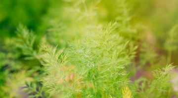 Своя зелень к зиме: агроном рассказал, как вырастить петрушку и укроп к Новому году