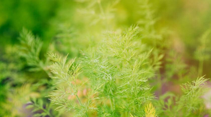 Своя зелень к зиме: агроном рассказал, как вырастить петрушку и укроп к Новому году Как