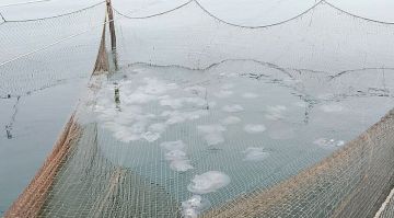 Медузы в Азовском море размножились и похудели