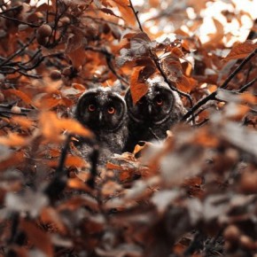 ������ ����, ���������! �����, 17 �������