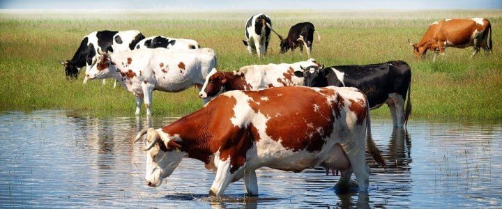 Внимание владельцев крупного рогатого скота!