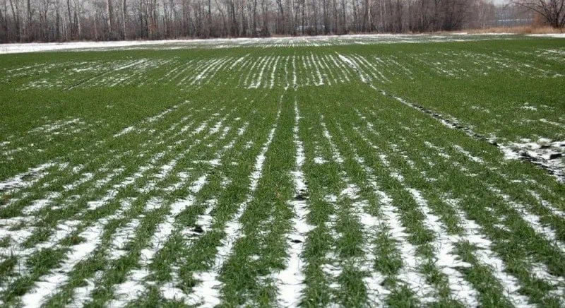 РОССЕЛЬХОЗЦЕНТР ПОДВЕЛ ИТОГИ ОСЕННЕГО УЧЕТА МЫШЕВИДНЫХ ВРЕДИТЕЛЕЙ В ЛНР